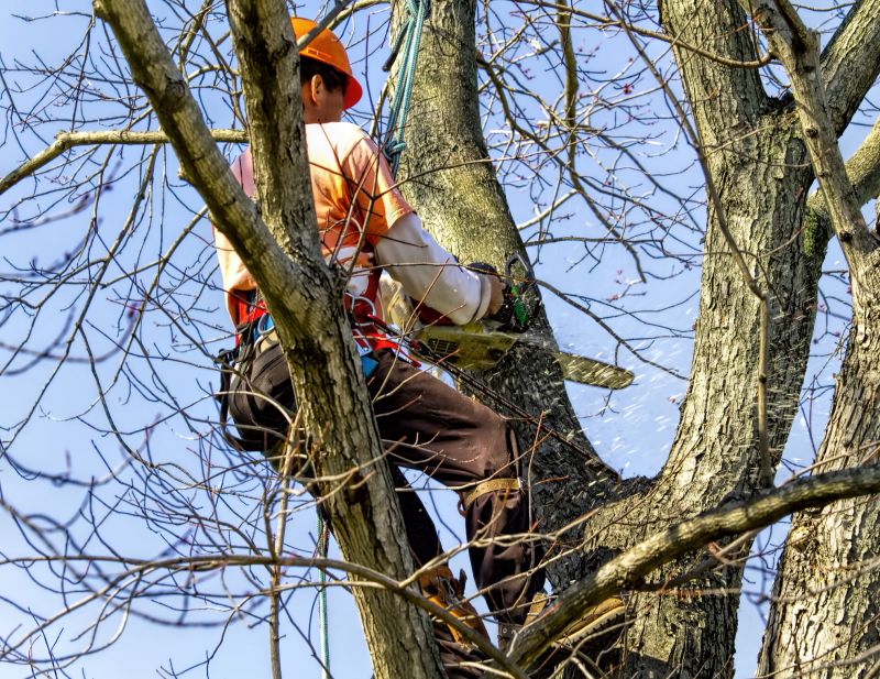Land Clearing Service
