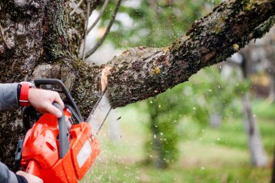 Trail Cutting