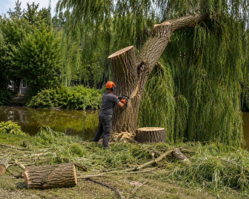 Hickory Tree Removal in Reno, NV