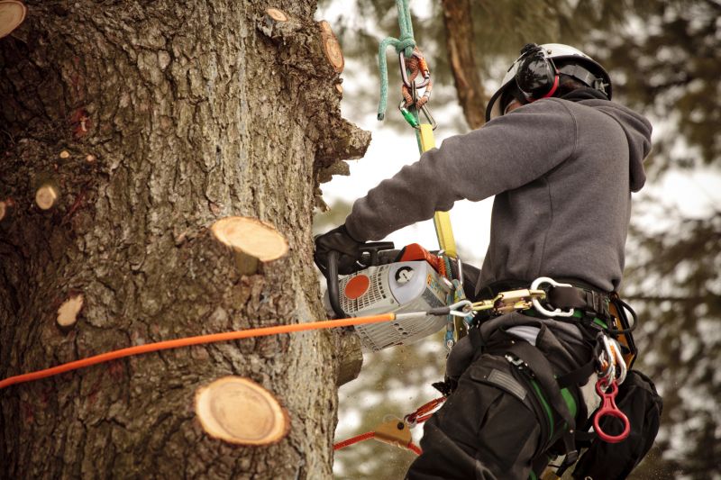 Trail Cutting in Progress